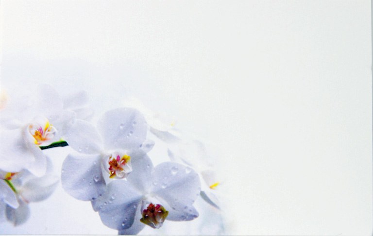 Picture of Florist Gift Cards Small Orhcid x 50pcs